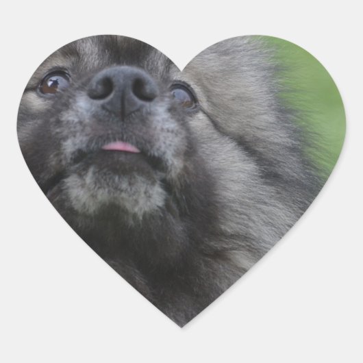 Fluffy Keeshond Hart Sticker (Voorkant)