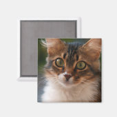 Fluffy Kitten met groene ogen Foto Magneet (Voorkant / Achterkant)