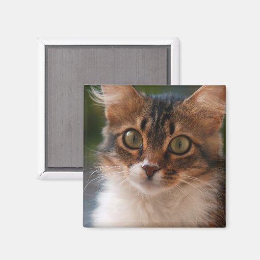 Fluffy Kitten met groene ogen Foto Magneet (Voorkant / Achterkant)