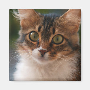Fluffy Kitten met groene ogen Foto Magneet