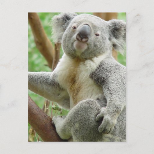 Fluffy Koala Briefkaart (Voorkant)