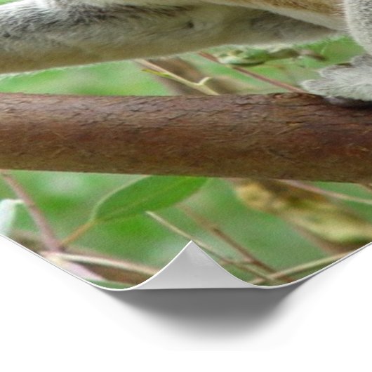 Fluffy Koala Poster (Hoek)