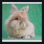 Fluffy Lionhead Bunny Canvas Wall Art Deco<br><div class="desc">met een adopteerbaar konijn uit Magic Happens Rabbit Rescue</div>
