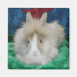 Fluffy Lionhead Bunny Rabbit Magneet