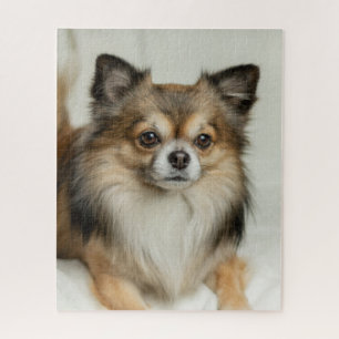 Fluffy Long Hazard Chihuahua Puppy Dog Legpuzzel