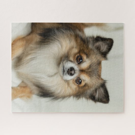 Fluffy Long Hazard Chihuahua Puppy Dog Legpuzzel (Horizontaal)