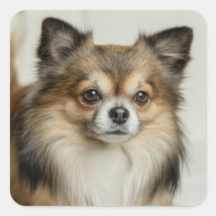 Fluffy Long Hazard Chihuahua Puppy Vierkante Sticker
