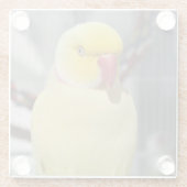 Fluffy Lutino Indian Ringnek Paraket Glazen Onderzetter (Achterkant)