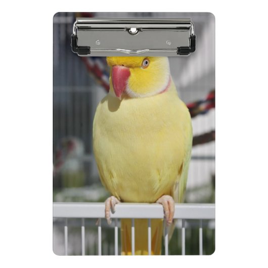 Fluffy Lutino Indian Ringnek Paraket Mini Klembord (Voorkant)