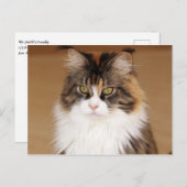 Fluffy Maine Coon Cat Briefkaart (Voorkant / Achterkant)