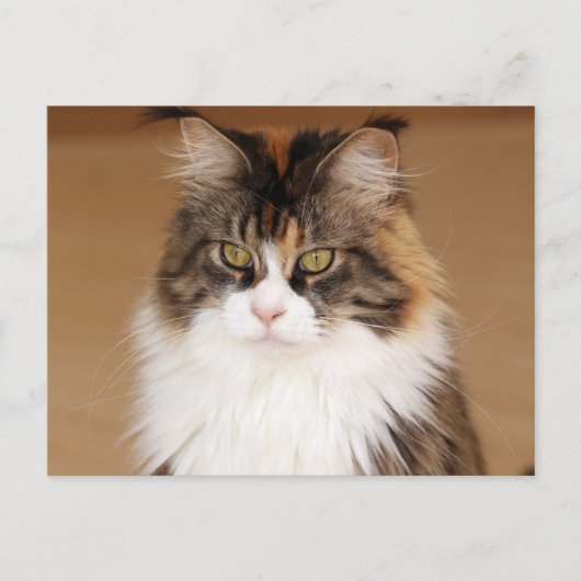 Fluffy Maine Coon Cat Briefkaart (Voorkant)
