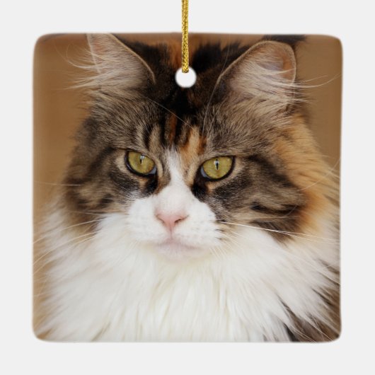 Fluffy Maine Coon Cat Keramisch Ornament (Achterkant)