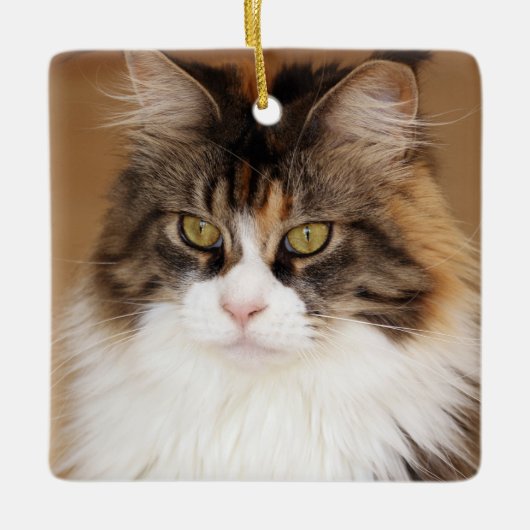 Fluffy Maine Coon Cat Keramisch Ornament (Voorkant)