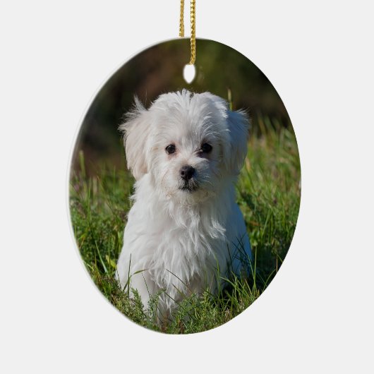 Fluffy Maltese puppy Dog Keramisch Ornament (Rechts)