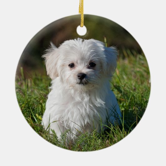 Fluffy Maltese puppy Dog Keramisch Ornament (Achterkant)