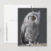 Fluffy Owlet Briefkaart (Voorkant / Achterkant)