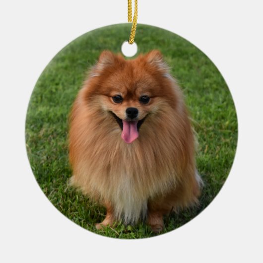Fluffy Pomeranian Puppy Dog Keramisch Ornament (Voorkant)