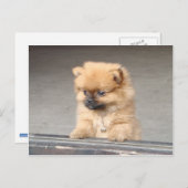 Fluffy Puppy Briefkaart (Voorkant / Achterkant)