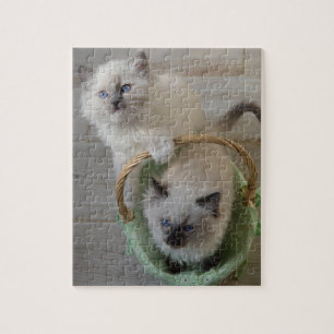 Fluffy Ragdoll Blue Eyed Kittens Legpuzzel