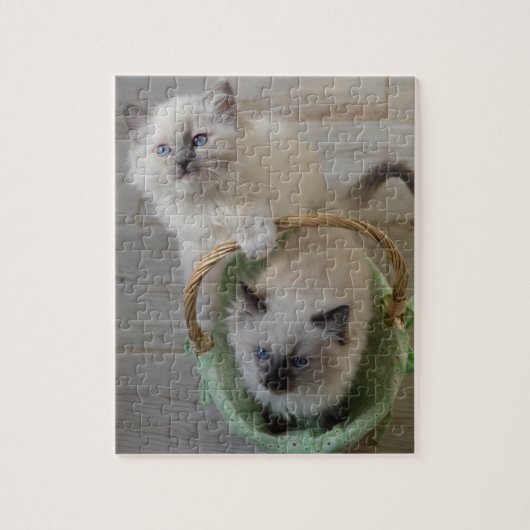 Fluffy Ragdoll Blue Eyed Kittens Legpuzzel (Verticaal)