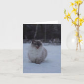 Fluffy Ragdoll Cat in het Sneeuw Wenskaart Kaart (Gele Bloem)
