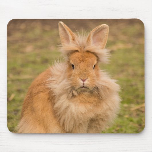 Fluffy Red Lionhead Bunny Rabbit Muismat (Voorkant)