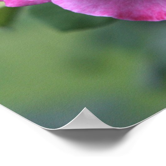 Fluffy roze rozen Poster: ROOS & PROSE 20x16 Poster (Hoek)