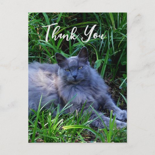 Fluffy Russian Blue Cat Hartelijk dank Briefkaart (Voorkant)