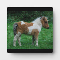 Fluffy Schattig dartmoor-Pony