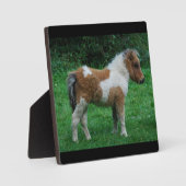 Fluffy Schattig dartmoor-Pony Fotoplaat (Voorkant)