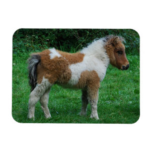 Fluffy Schattig dartmoor-Pony Magneet