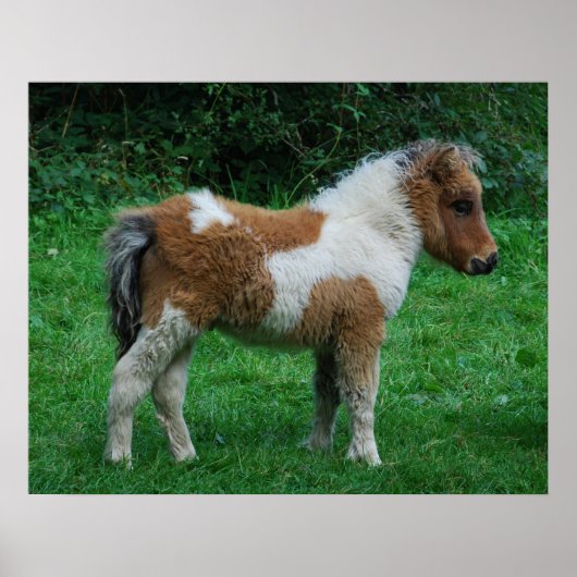 Fluffy Schattig dartmoor-Pony Poster (Voorkant)