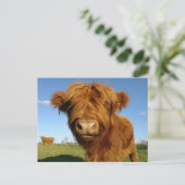 Fluffy Scottish Highland Koe - Blue Sky Briefkaart (Staand voorkant)