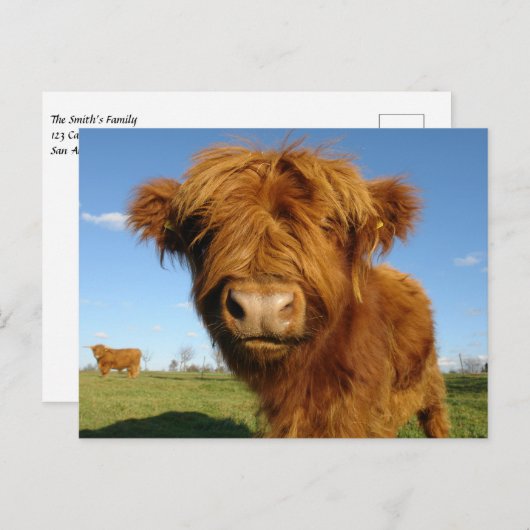 Fluffy Scottish Highland Koe - Blue Sky Briefkaart (Voorkant / Achterkant)