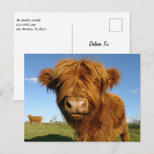 Fluffy Scottish Highland Koe - Blue Sky Briefkaart