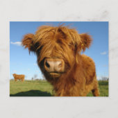 Fluffy Scottish Highland Koe - Blue Sky Briefkaart (Voorkant)