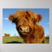 Fluffy Scottish Highland Koe - Blue Sky Poster (Voorkant)