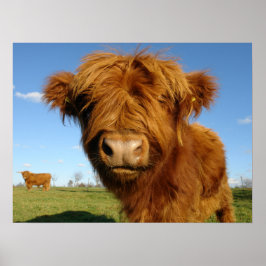 Fluffy Scottish Highland Koe - Blue Sky Poster