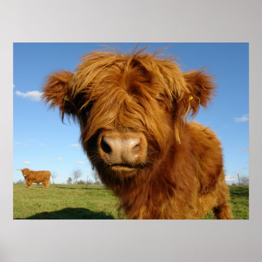 Fluffy Scottish Highland Koe - Blue Sky Poster (Voorkant)