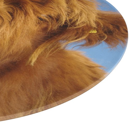 Fluffy Scottish Highland Koe - Blue Sky Snijplank (Hoek)