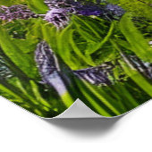 Fluffy Sheep field of purple bloemen Poster (Hoek)