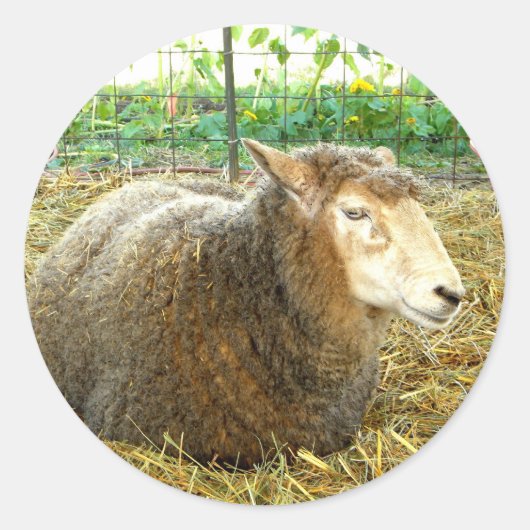Fluffy Sheep Ronde Sticker (Voorkant)