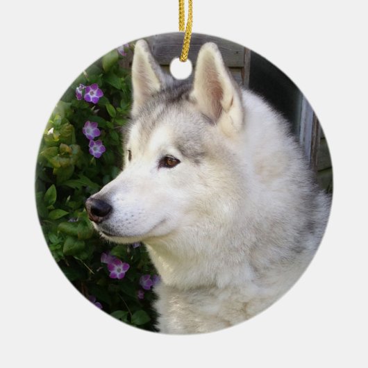 Fluffy Siberian Husky Puppy Dog Keramisch Ornament (Voorkant)
