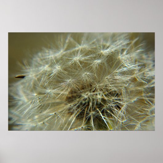 Fluffy Sphere - Poster (Voorkant)