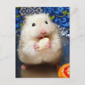 Fluffy Syrian Hamster Kokolinka Briefkaart (Voorkant)