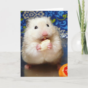 Fluffy Syrian Hamster Kokolinka Kaart