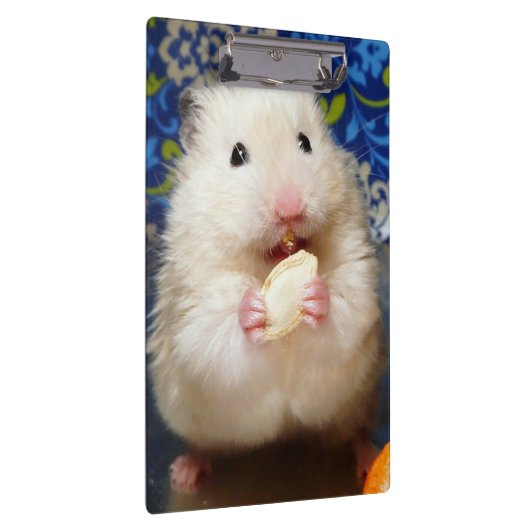 Fluffy Syrian Hamster Kokolinka Klembord (Rechts)