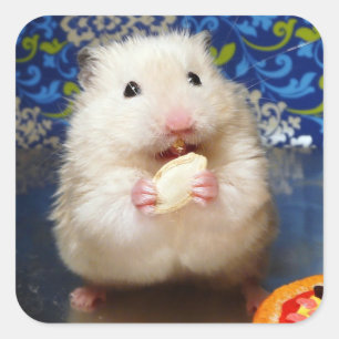 Fluffy Syrian Hamster Kokolinka Vierkante Sticker