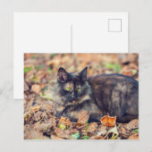 Fluffy Tortoiseshel Kat in het najaar Briefkaart (Voorkant / Achterkant)