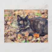 Fluffy Tortoiseshel Kat in het najaar Briefkaart (Voorkant)